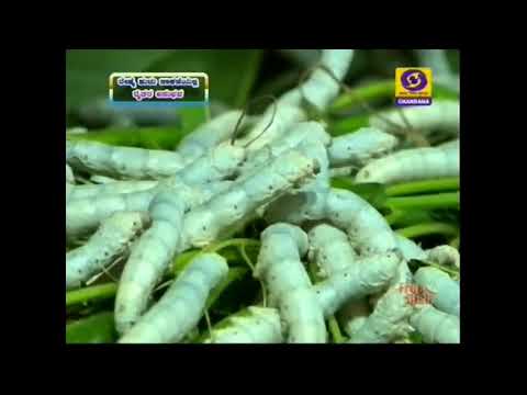 Farmer's experience in silkworm farming - ರೇಷ್ಮೆ ಹುಳು ಸಾಕಾಣೆಯಲ್ಲಿ ರೈತರ ಅನುಭವ