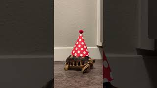 Baby Tortoise Dancing Queen #funnypetvideos