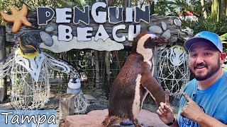 Penguin Pals: A Behind-the-Scenes Encounter at Zoo Tampa