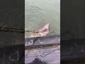 На Сахалине рыбаки случайно поймали огромную акулу