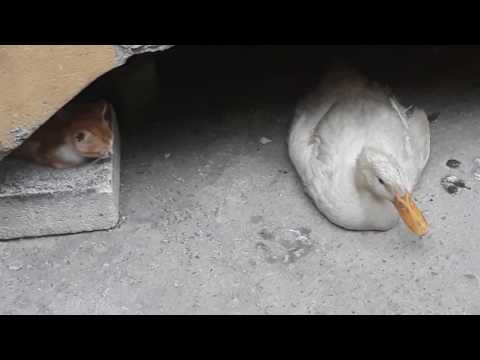 Ördek ile kedi kankalar