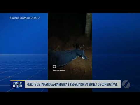 Filhote de tamanduá é resgatado em Santa Terezinha de Goiás