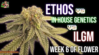 Week 6 Of Flower Ethos Vs ILGM Vs IN HOUSE GENETICS