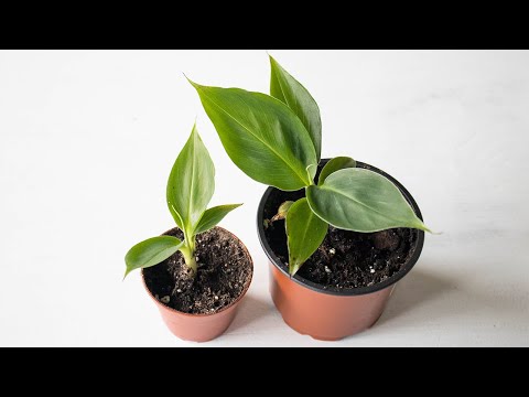 Så tar du sticklingar från bananplantor