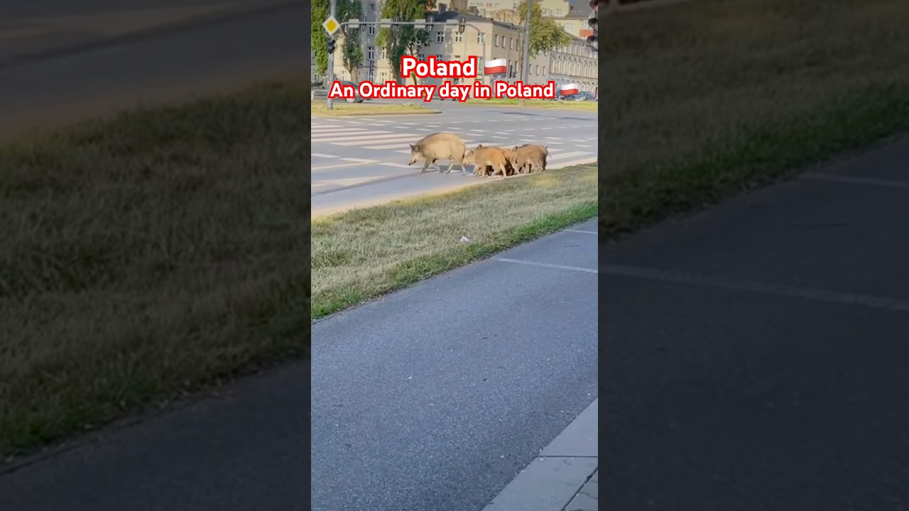 Poczekały na zielone