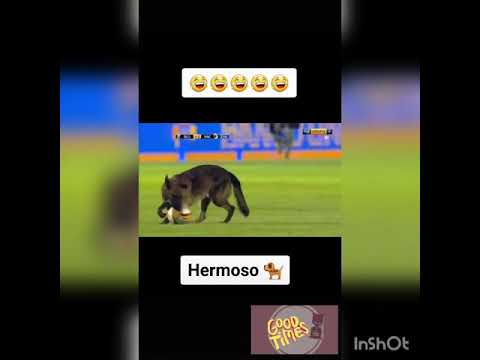 La figura del partido. #Firulai