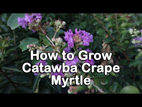 download lagu mp3 mp4 Crepe Myrtle Height, download lagu Crepe Myrtle Height gratis, unduh video klip Crepe Myrtle Height