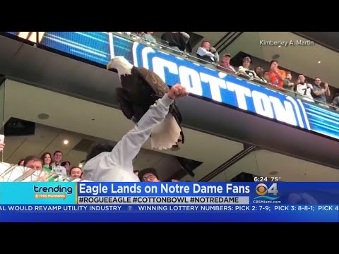 Trending: Cotton Bowl Eagle