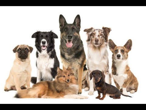 dogs pronunciation teaser, all breed dogs names,