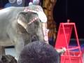Elephant Painting At The Circus