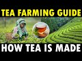 TEA FARMING TEA CULTIVATION How Tea Powder Is Made