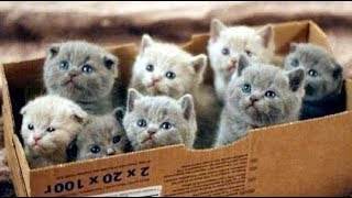 Смешные кошки приколы про кошек и котов 2018 (ОЖИДАНИЕ И РЕАЛЬНОСТЬ 2 выпуск)