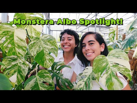 What we've learned from growing thousands of Monstera Albos in our South Florida Greenhouse!
