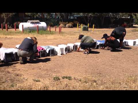 Getting Ready to Release Cat Harbor Cats 3-20-15