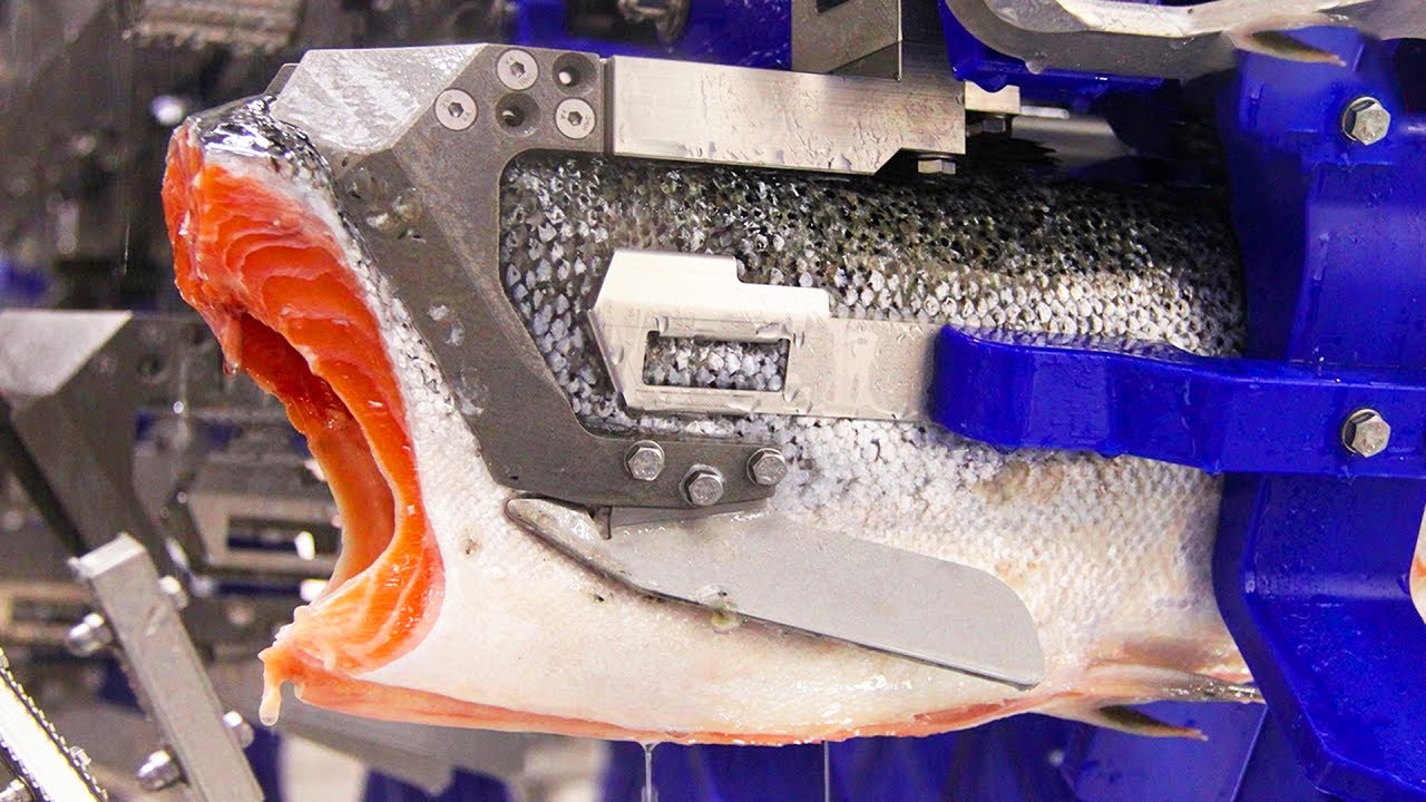 شاهد قبل أن تأكل السلمون... ما الذي يحدث داخل مصانع السلمون؟