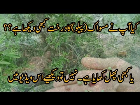 miswak yani peelo ka darakht aur us ka phal #picnic #miswak #peelo