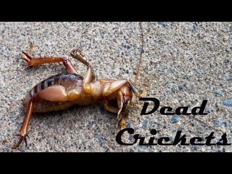 Dead Crickets