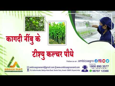 TISSUE CULTURE KAGDI LEMON PLANTS