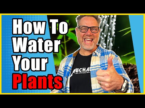What Most Cannabis Growers Get Wrong About Watering Their Plants