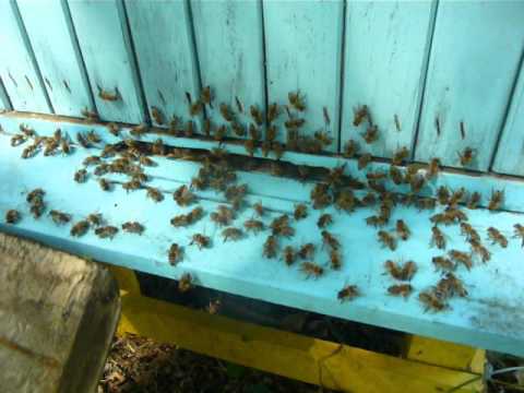 Apis Mellifera Mellifera