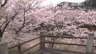 preview picture of video '2012 桜 芦屋川 Sakura Ashiya Riverside Sony DSC-HX30V 1080 60p'
