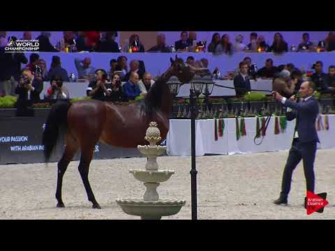 N.75 YAS BHM - Paris 2017 - Yearling Colts (Class CM4A)