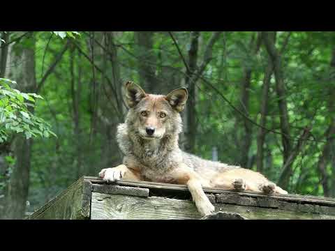 Red Wolf- Calm Stare
