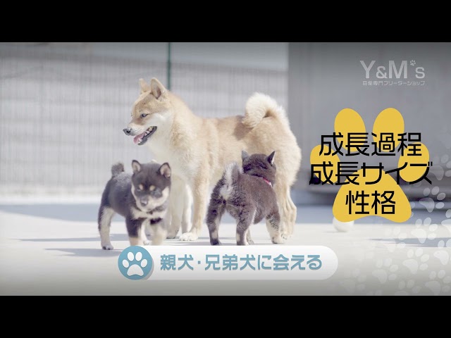 () 犬種: ブリーダー/ショップ k94の画像