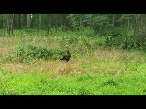 Doc P & The Boys Caught an Intruder at the House Yesterday!!!