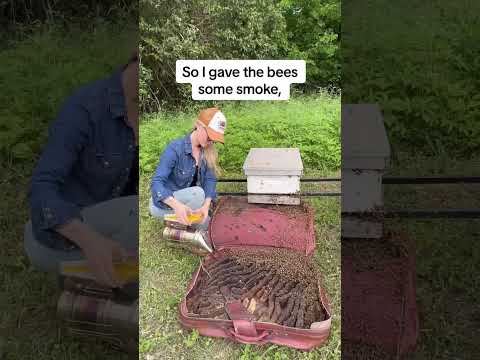 Bees Packed in a Suitcase