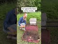 Bees Packed in a Suitcase