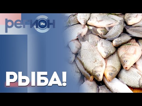 Регион LIFE | РЫБА! | ОТС LIVE — прямая трансляция