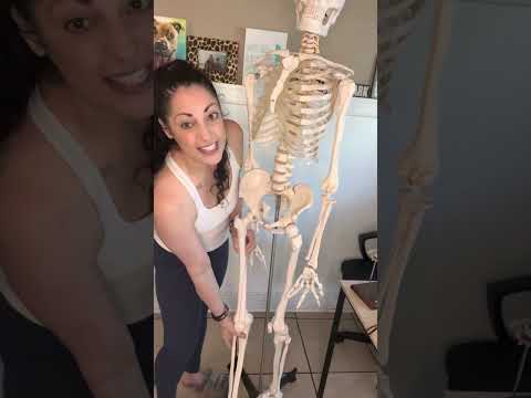 The Quads - Quadriceps Femoris Group, Origins, Insertions, Actions, Bony Landmarks