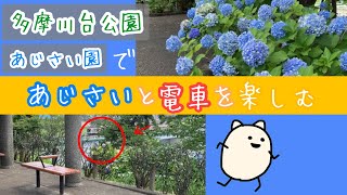 【散歩】多摩川台公園あじさい園であじさいの花と電車を楽しむ