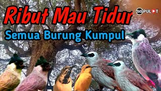 Download lagu Ribut Sore Hari‼️,Suara Burung Mau Tidur Khas Pikat mp3 Download lagu Ribut Sore Hari‼️,Suara Burung Mau Tidur Khas Pikat mp3