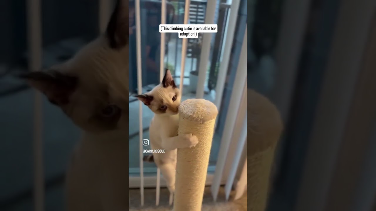 Dolly P., a Adoptable Snowshoe in Pacifica, CA video 6/6