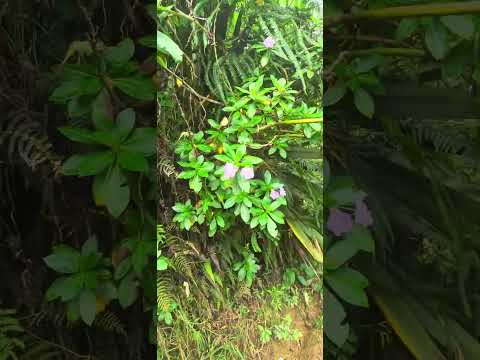 caminata por las montañas de santa maria - Huila (Colombia) (parte 3)