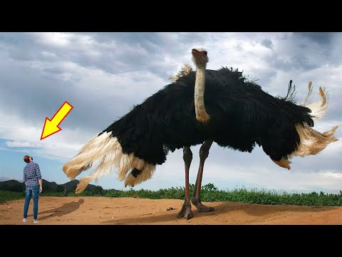 , title : '10 BIGGEST BIRDS In The World'
