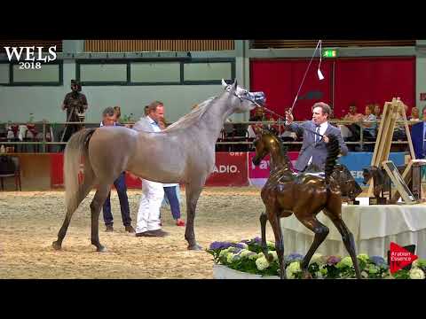 N.61 PLATYNA NA - Wels 2018 - 3 Years Old Fillies (Class 5)