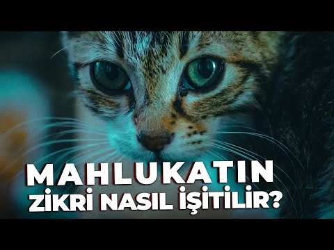 MAHLUKATIN ZİKRİ NASIL İŞİTİLİR?