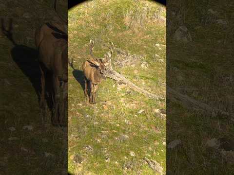 CALLING IN A HUGE YOUNG RED STAG!!! #hunting #bowhunting #nature #deerhunting