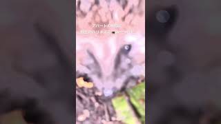 仕事終わってゴソゴソアパートの庭で初遭遇🦔ハリネズミがトコトコ登場！可愛すぎて癒された夜#ハリネズミ   #アパートで野生動物 #ミュンヘン生活 #可愛すぎる #陽子さんの暮らし #動物との出会い