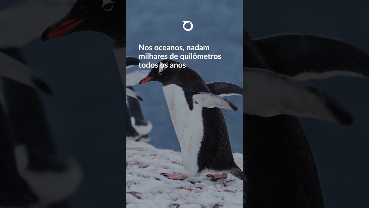 Dia Mundial do Pinguim