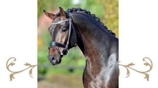 Video of Follow me Old