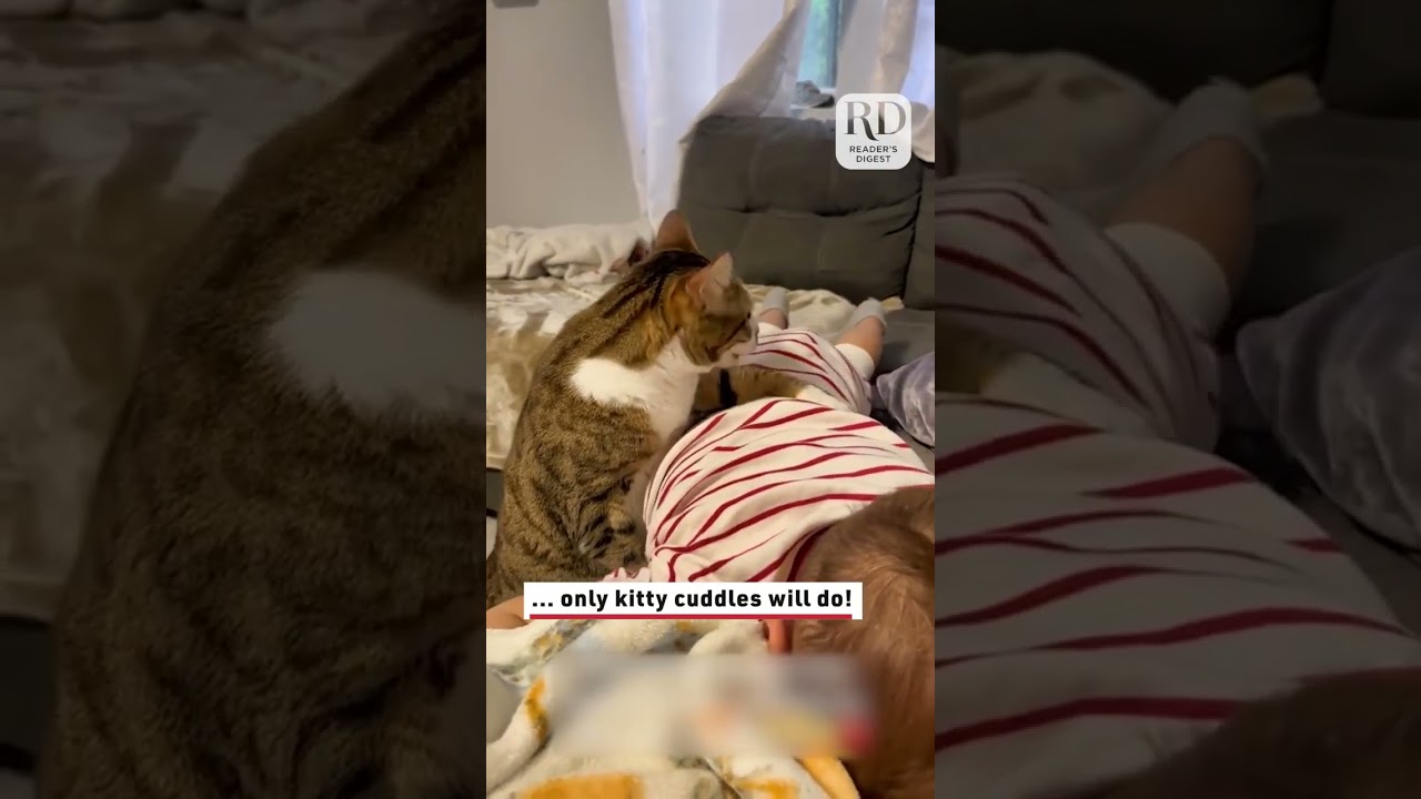 Pet Cat Comforts Crying Toddler#shorts