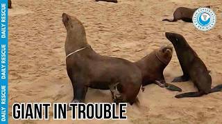 Download lagu This Giant Alpha Male Was Completely Defeated by a Plastic Loop mp3
