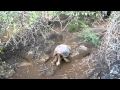 Galapagos Tortoise Walking