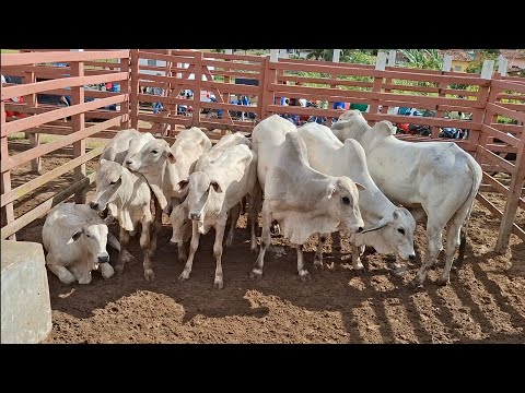FEIRA DO GADO DE LAGOA DE PEDRAS-RN 03.11.2025