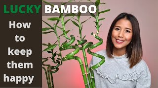 Lucky Bambo - Dracaena sanderiana How to keep them happy | Water or soil for lucky bambo?
