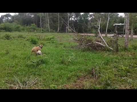  Tudo tem um recomeço , vídeo gravado 2016 Itapiranga AM @PetsRescueleague #viral #viralshort 
